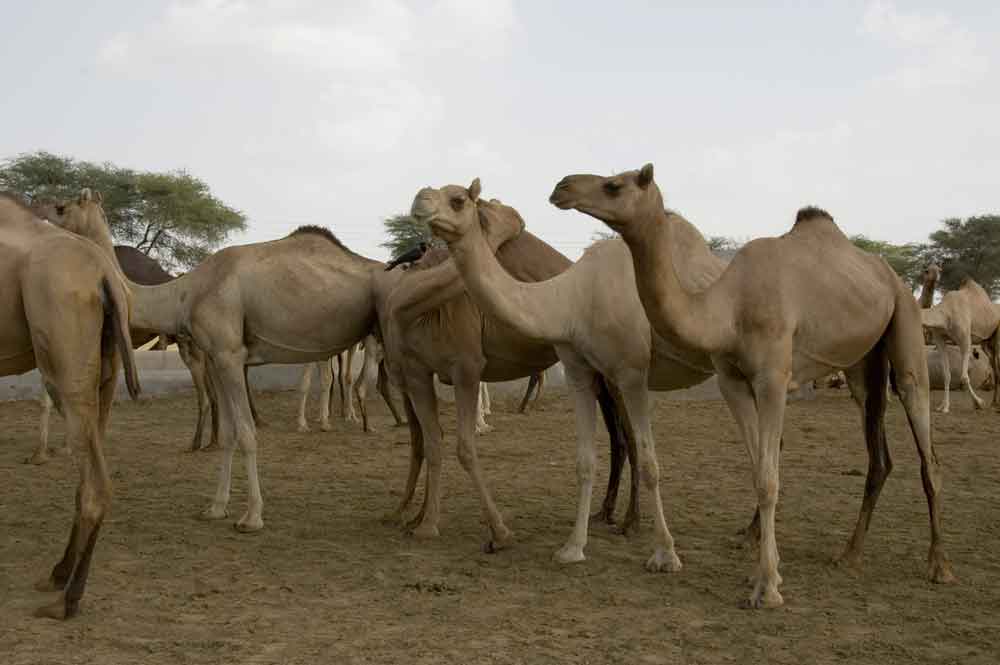 Camello - centro reserva nacional de Camellos - Bikaner - India 1.jpg